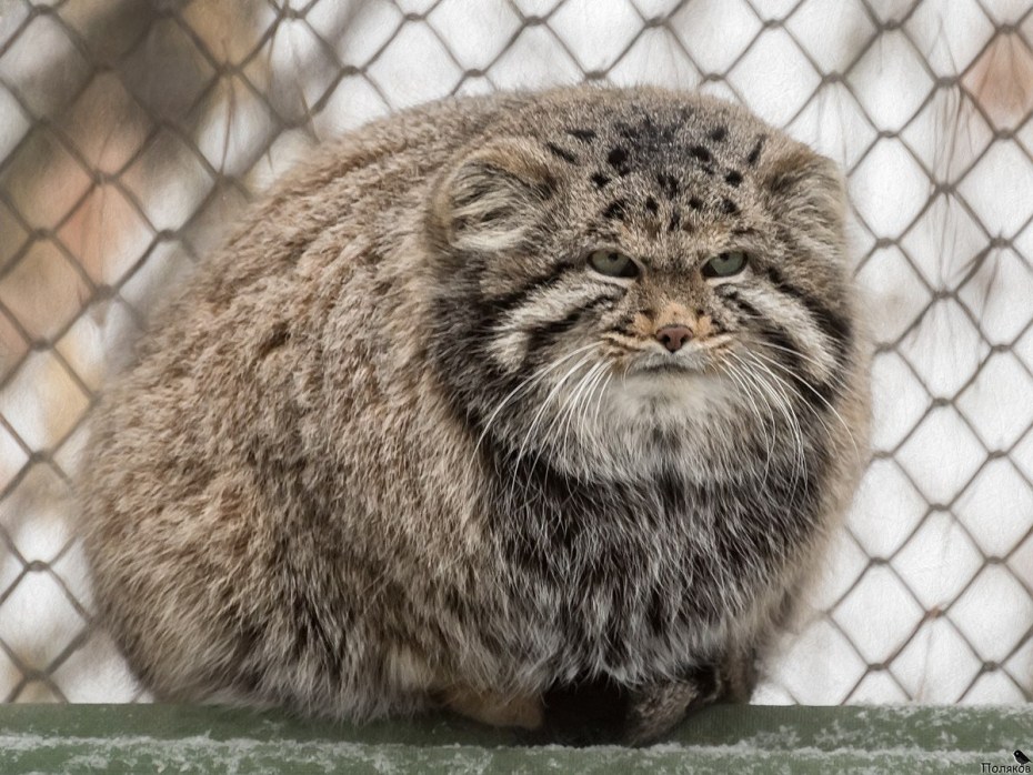Большой кот Манул