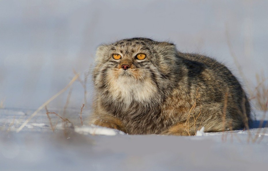 Лесной кот Манул