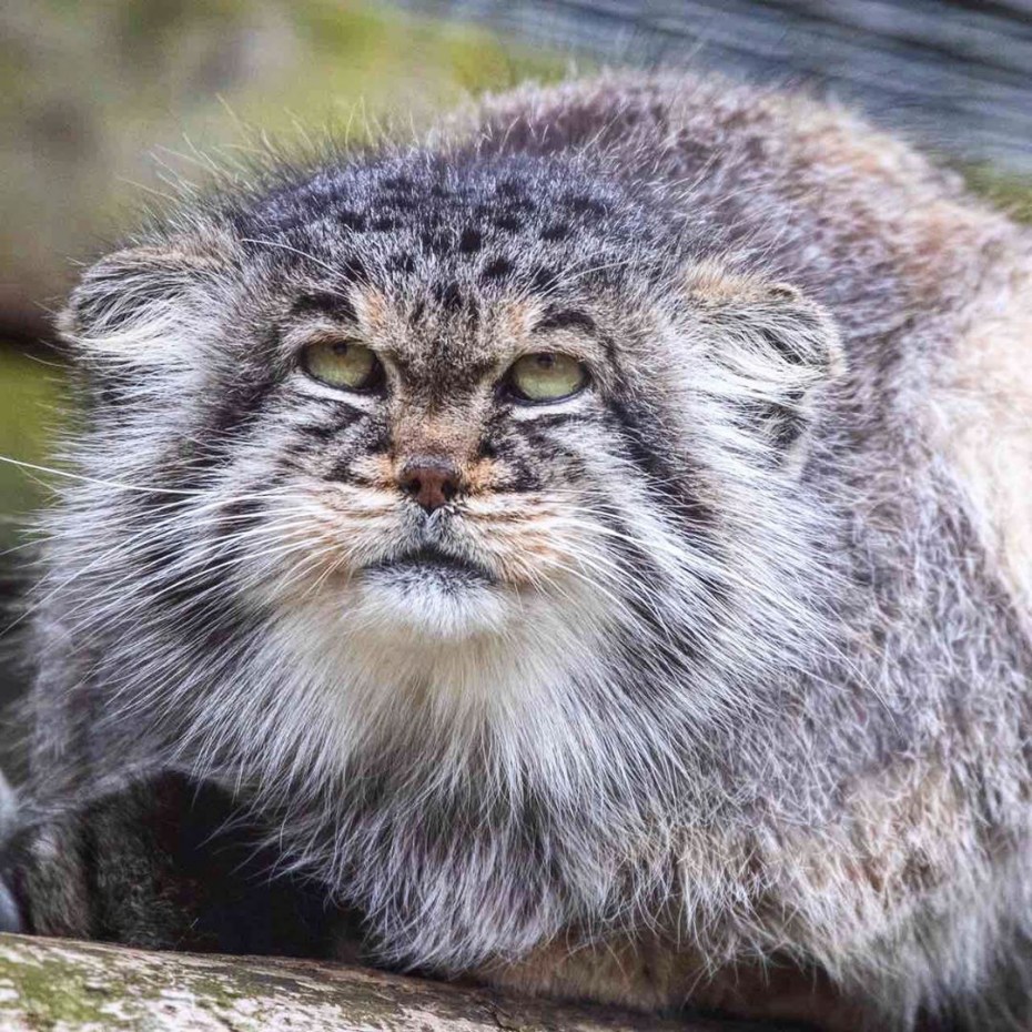 Камышовый кот Манул