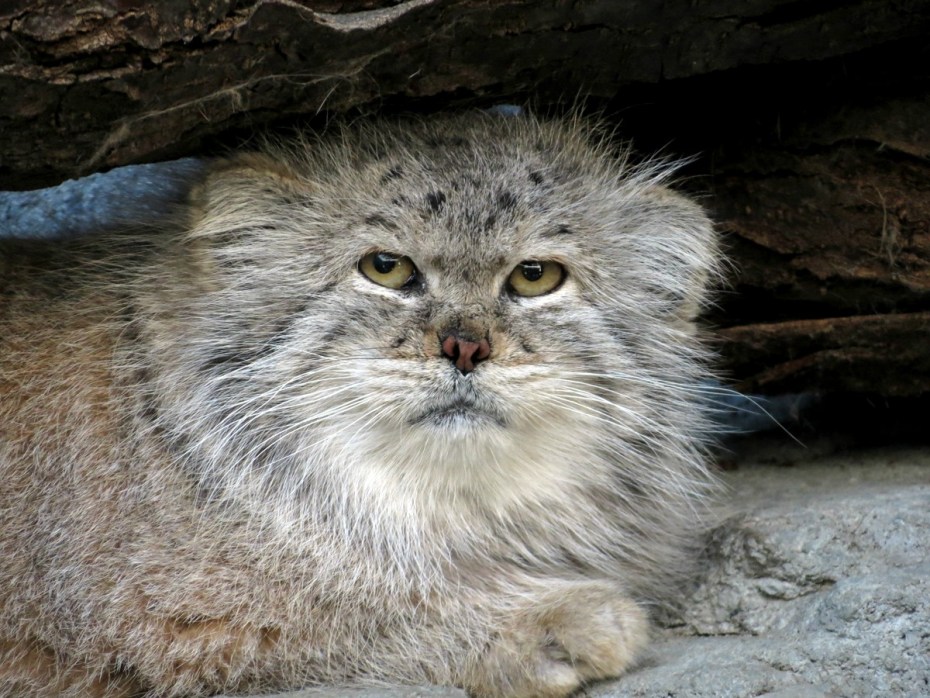 Кот Манул рычит