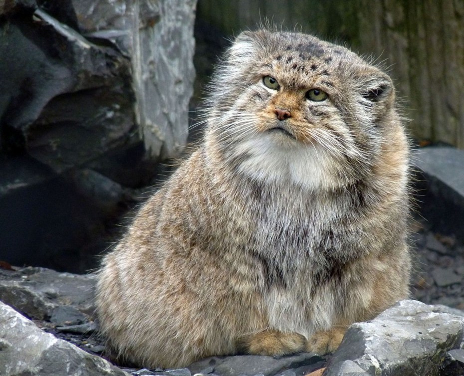 Степной кот Манул