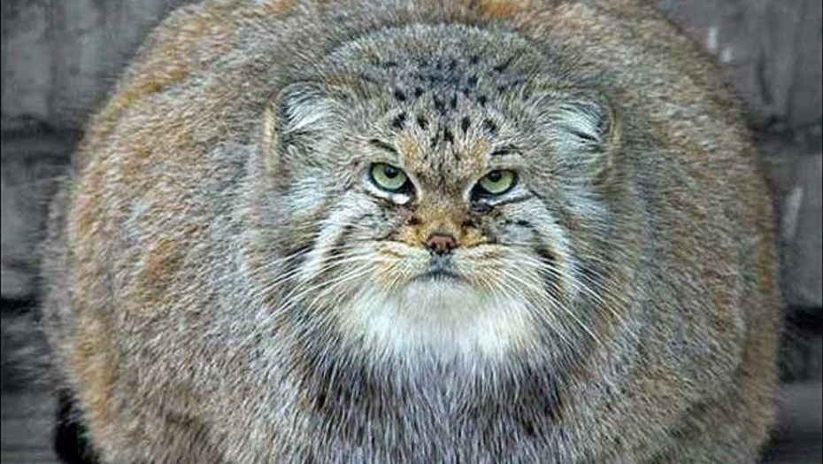Кот Манул