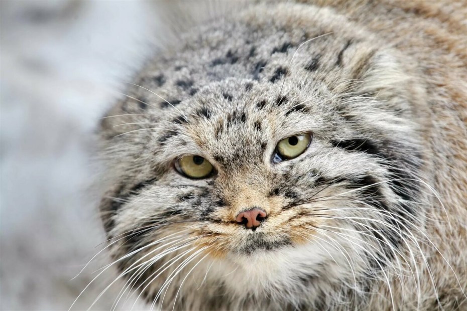 Кот Манул
