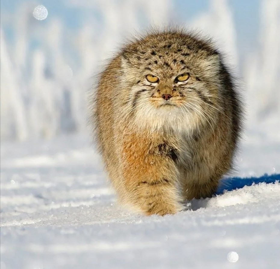 Кот Манул