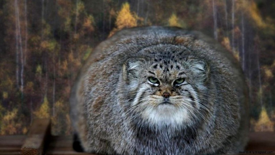 Сибирская кошка Манул