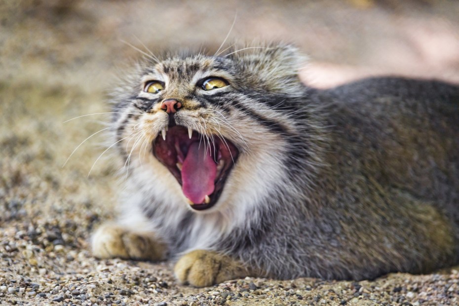 Кот Манул