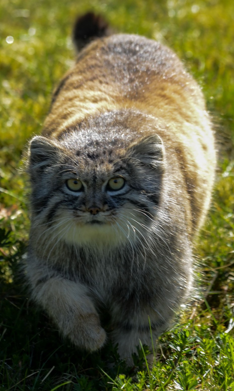 Лесной кот Манул