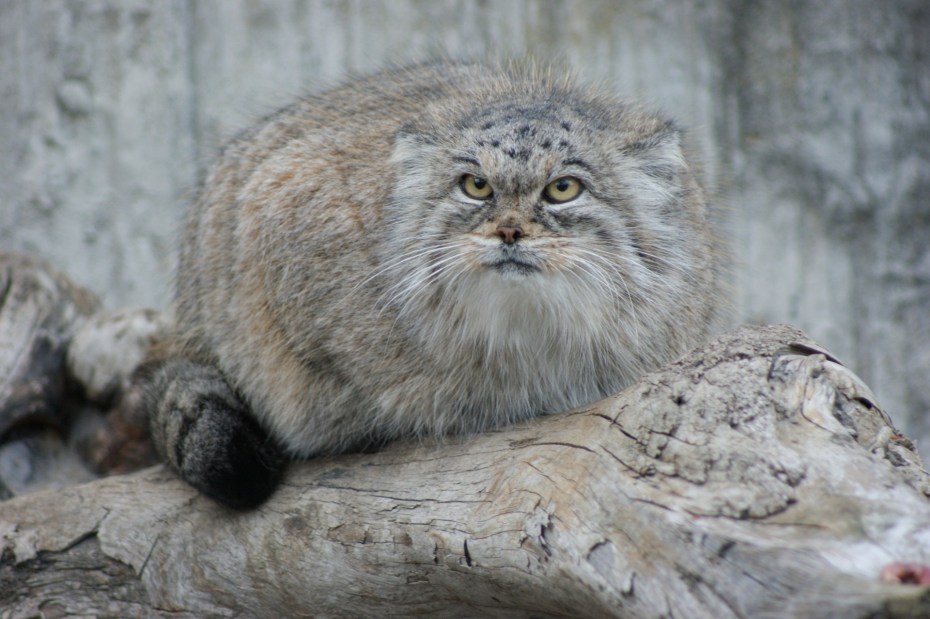 Кот Манул