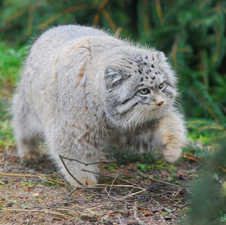 Кот Манул