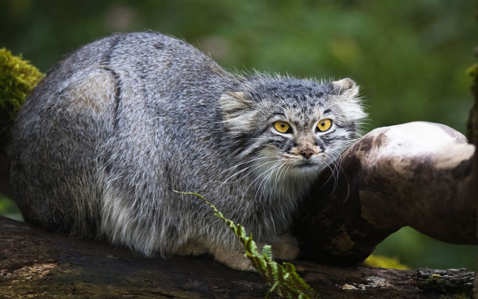 Кот Манул