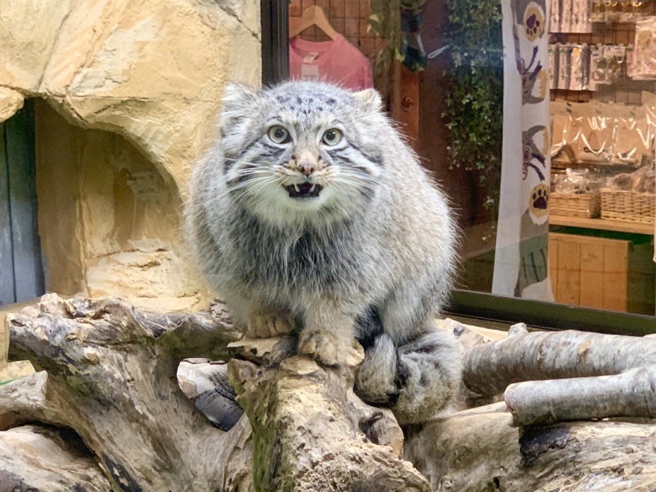 Кот Манул на руках