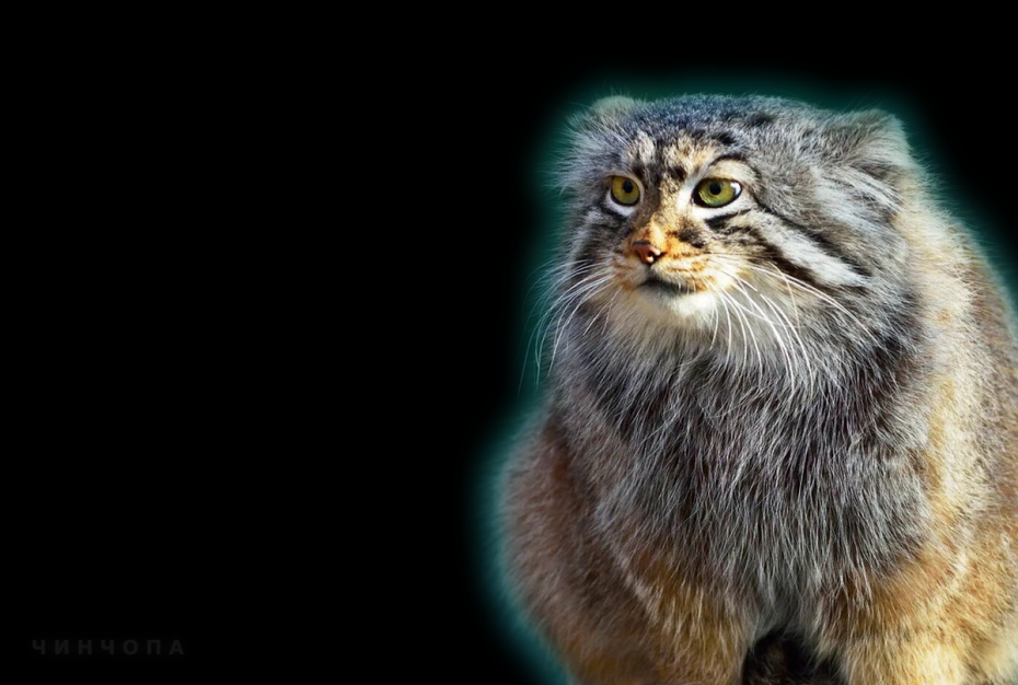 Кот Сибирский Манул