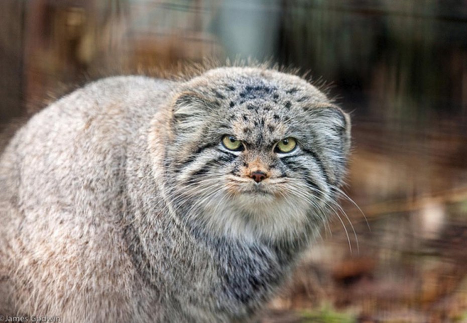 Степная кошка Манул