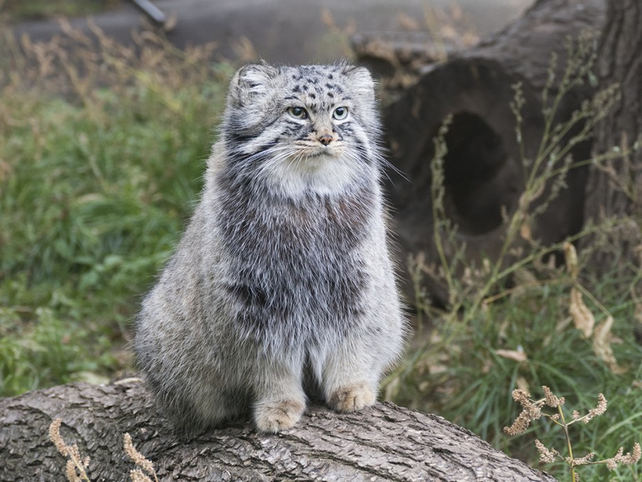 Дикий кот Манул