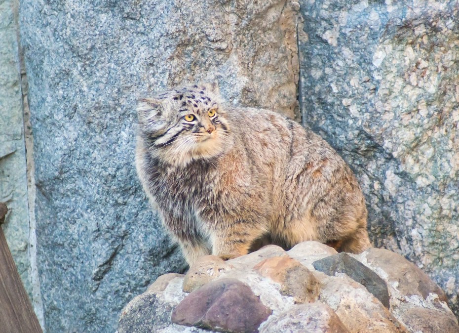 Манул Otocolobus manul
