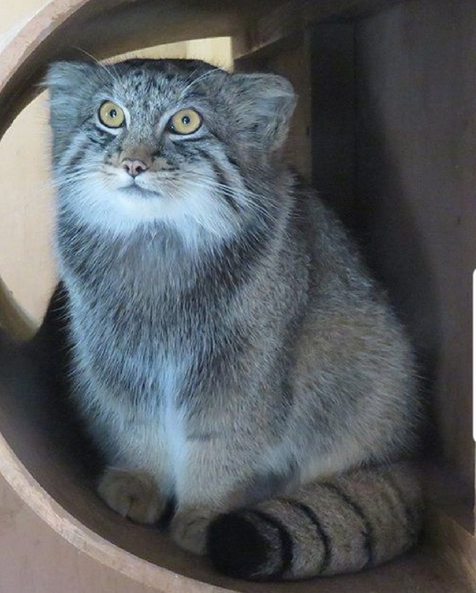 Манул котенок домашний