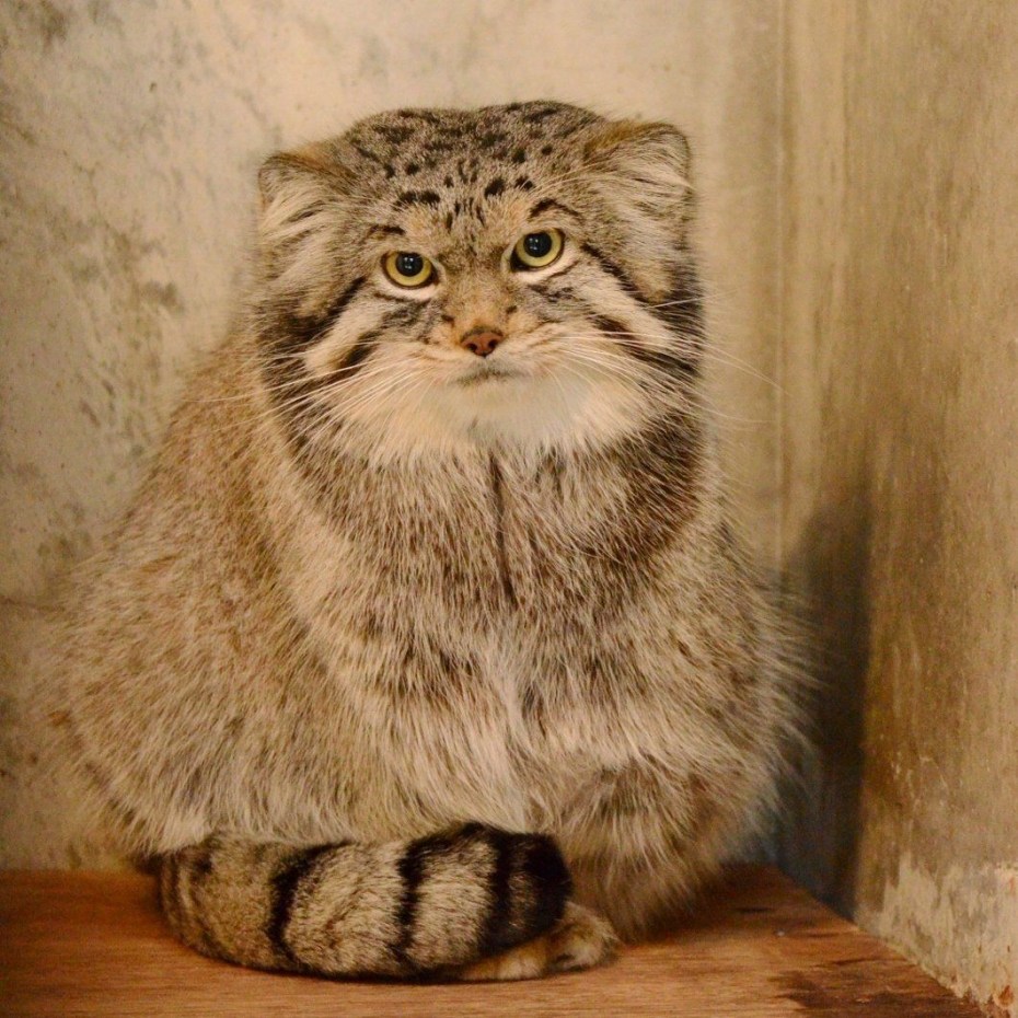 Манул кот и кошка