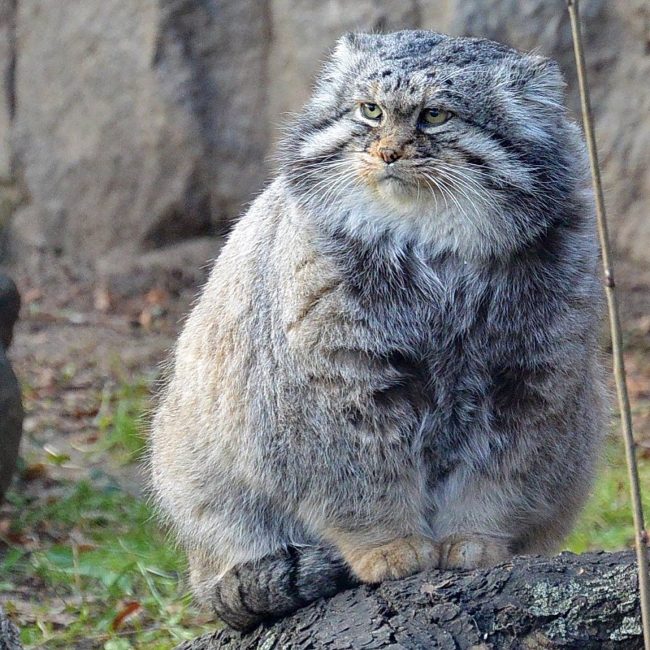 Otocolobus manul manul
