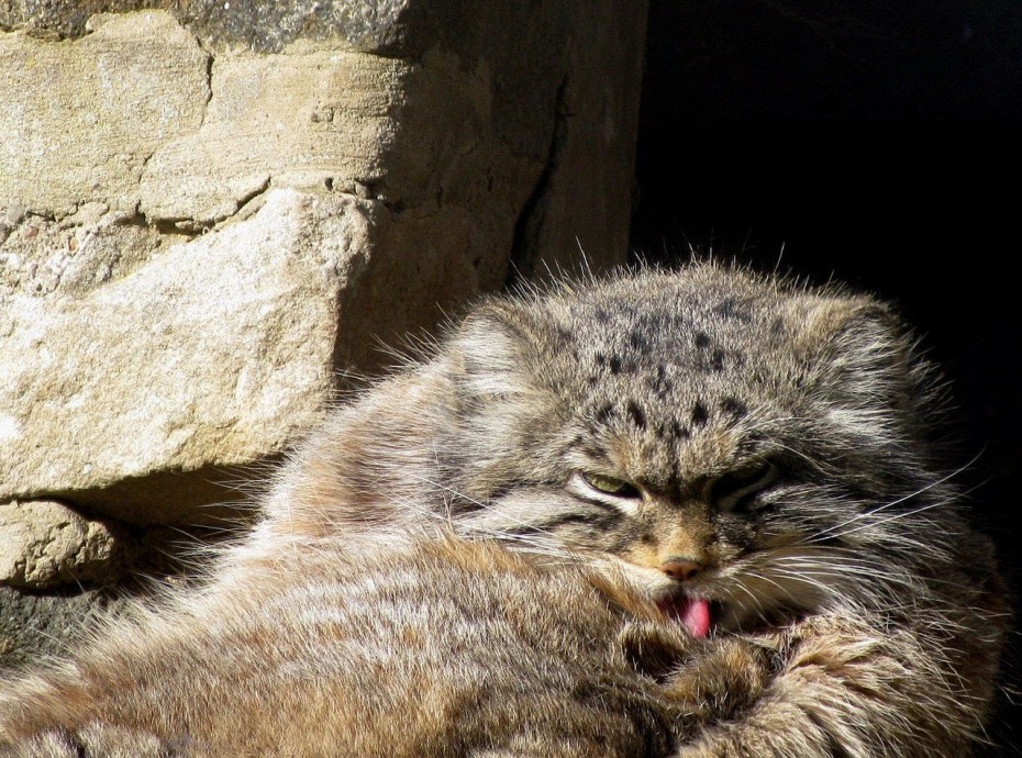 Спящий кот Манул