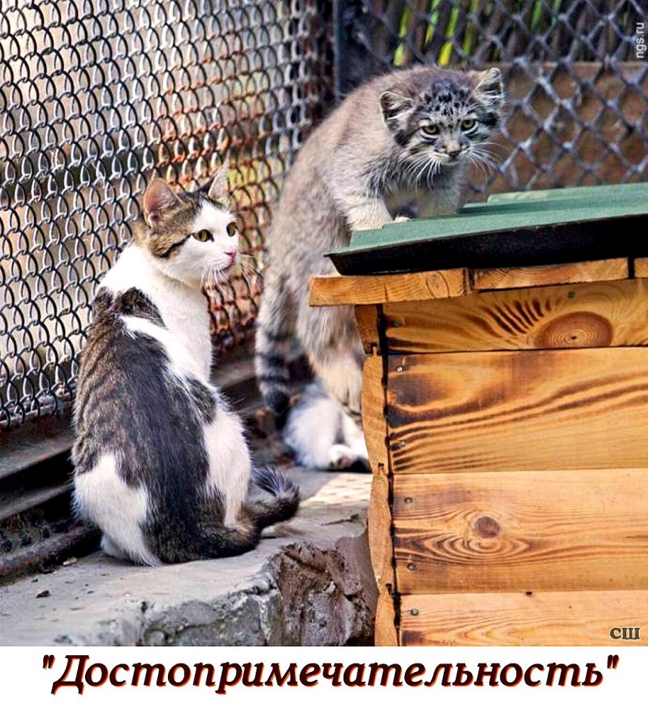 Кошки Новосибирского зоопарка
