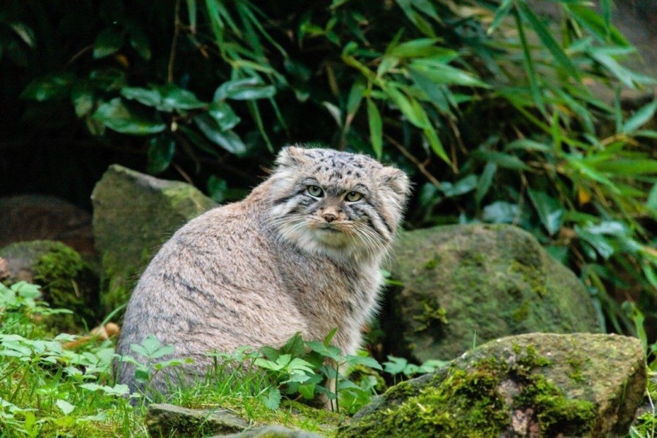 Кот Манул на руках