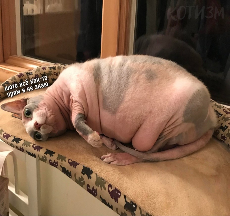 Приколы про котов