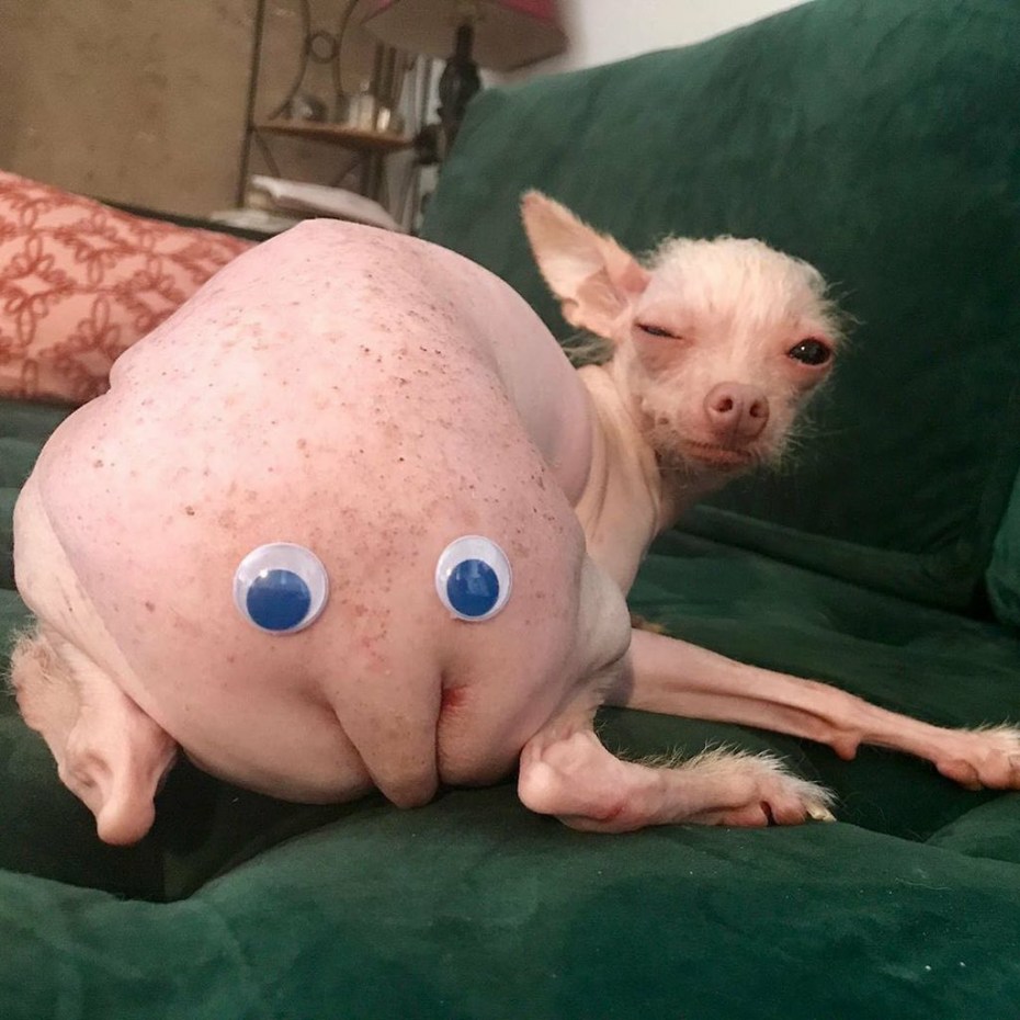 Кошачьи Сиси