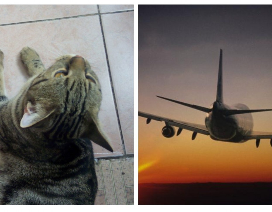 Котик в самолете