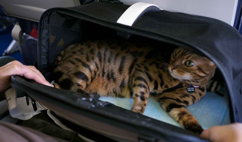 Кот в переноске в машине