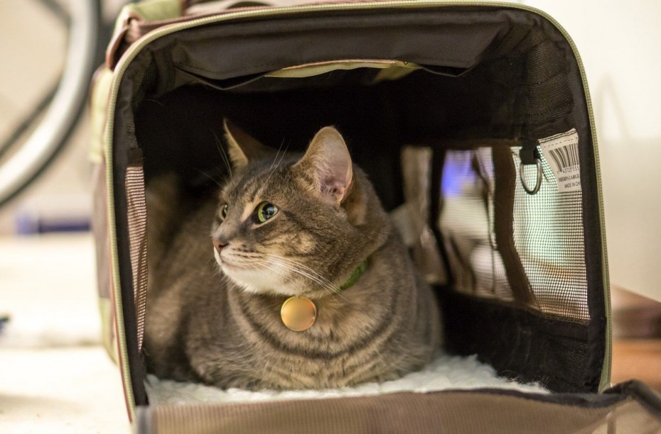 Кошка в переноске