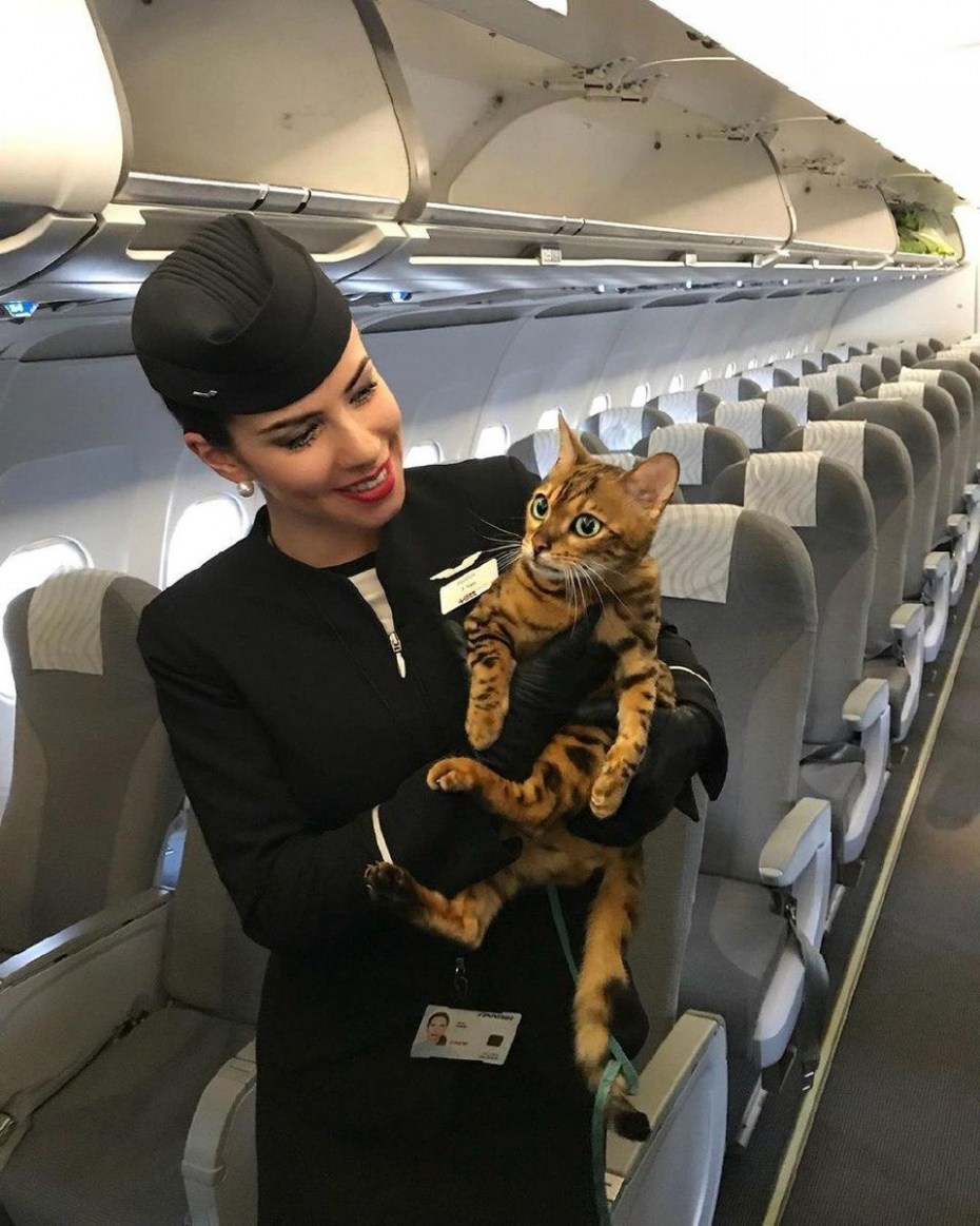 Самих кошек