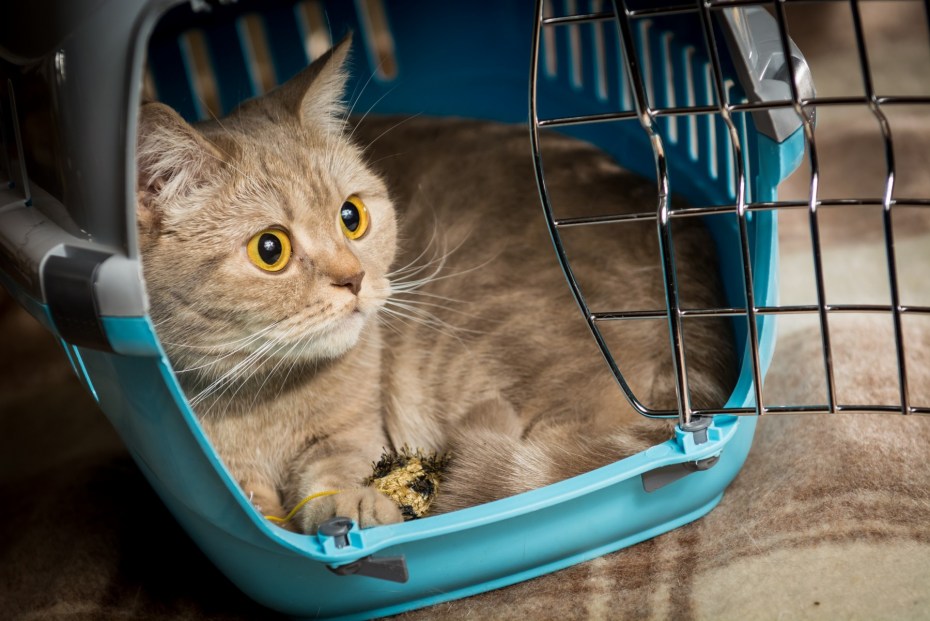 Кот в игрушечном самолете