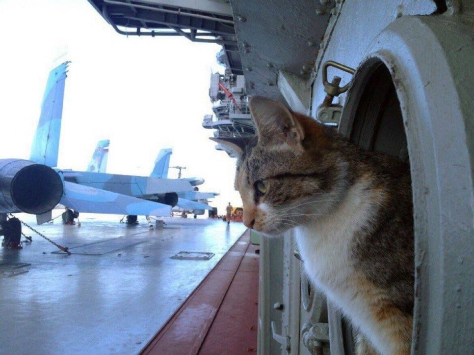 Кот в самолете