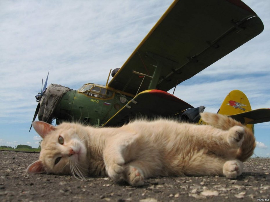 Коты в самолете