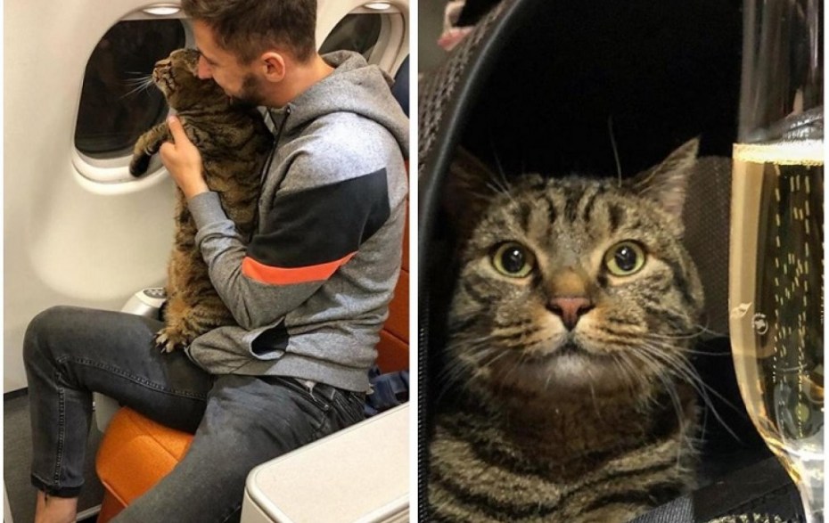 Кот Виктор