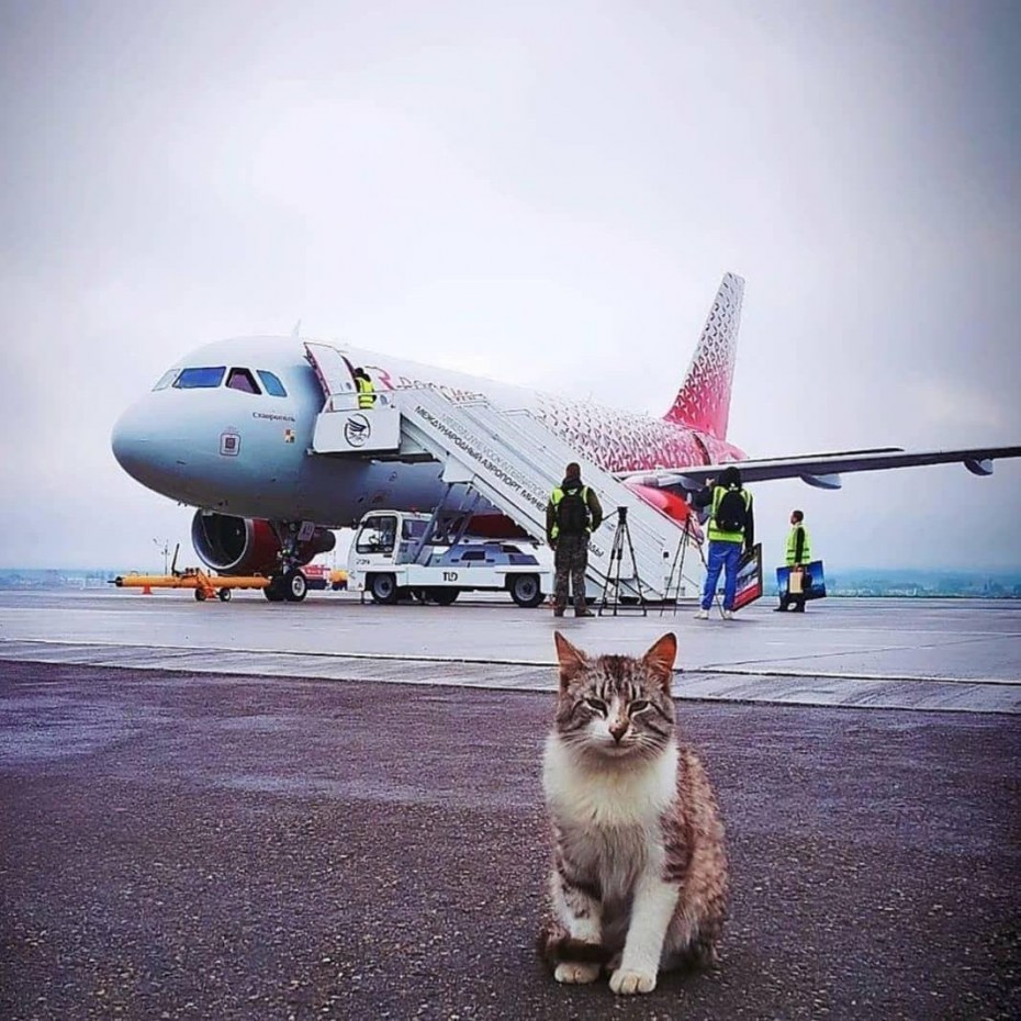 Кот Басик аэропорт Минвод
