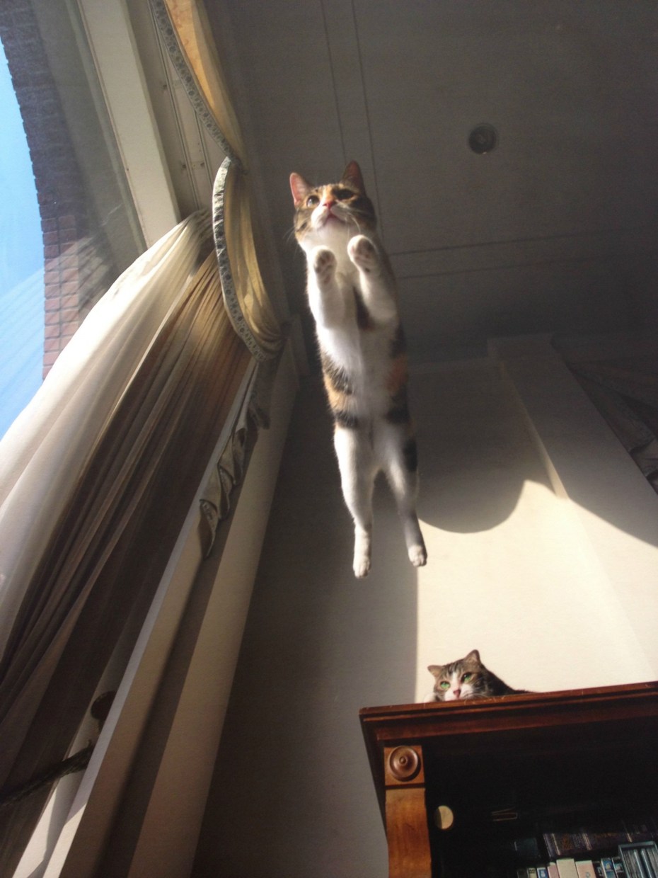 Коты летят на самолете