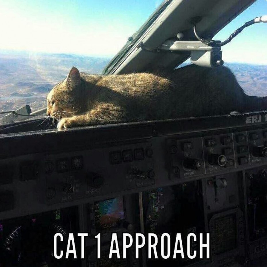 Самих кошек
