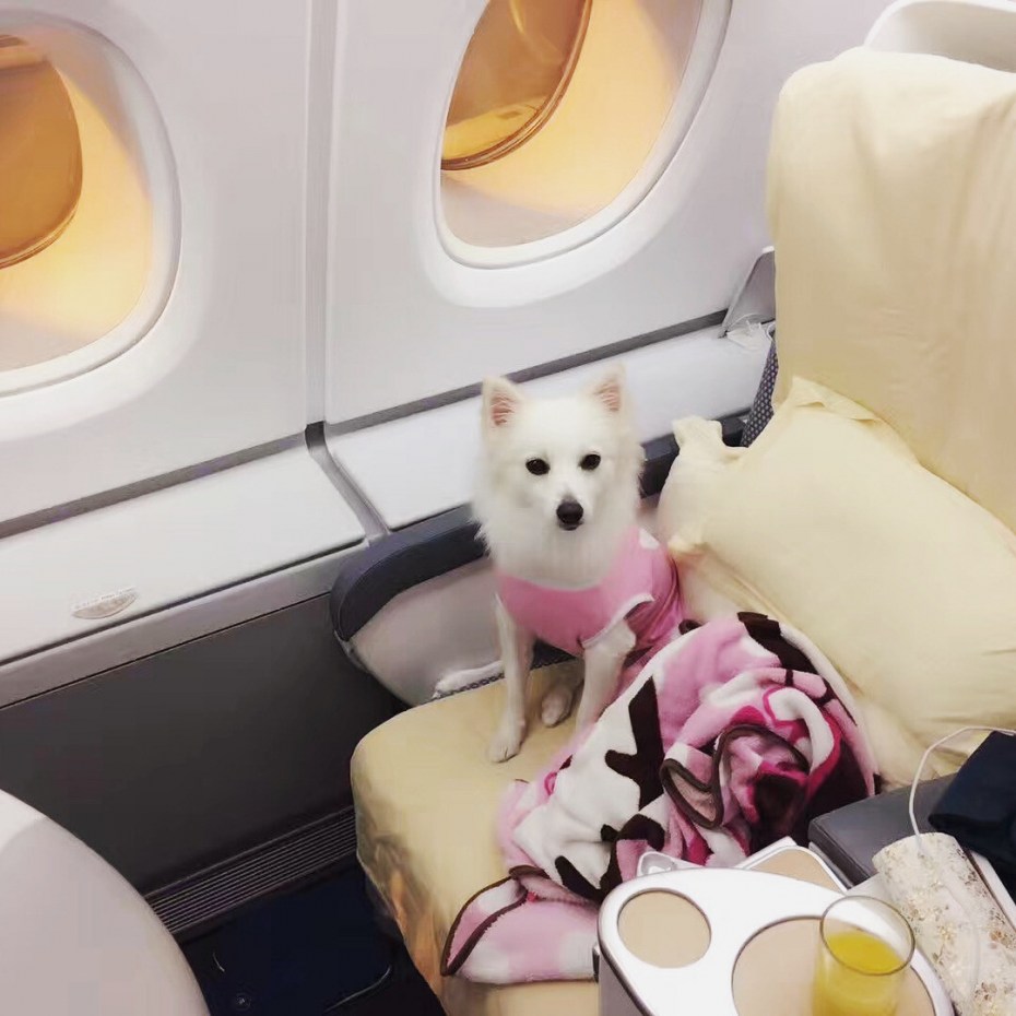 Кот пассажир