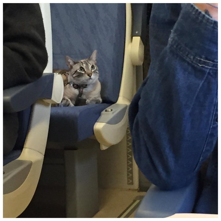 Котик в автобусе