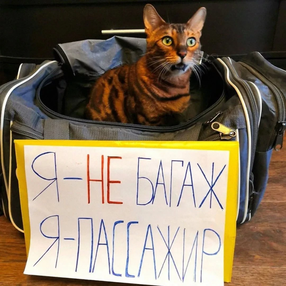 Кот Виктор Аэрофлот