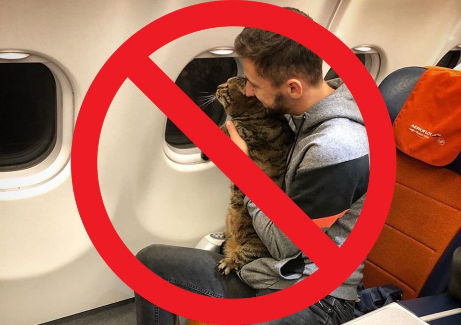 Коты в самолете