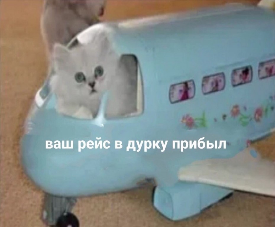 Панда в самолете