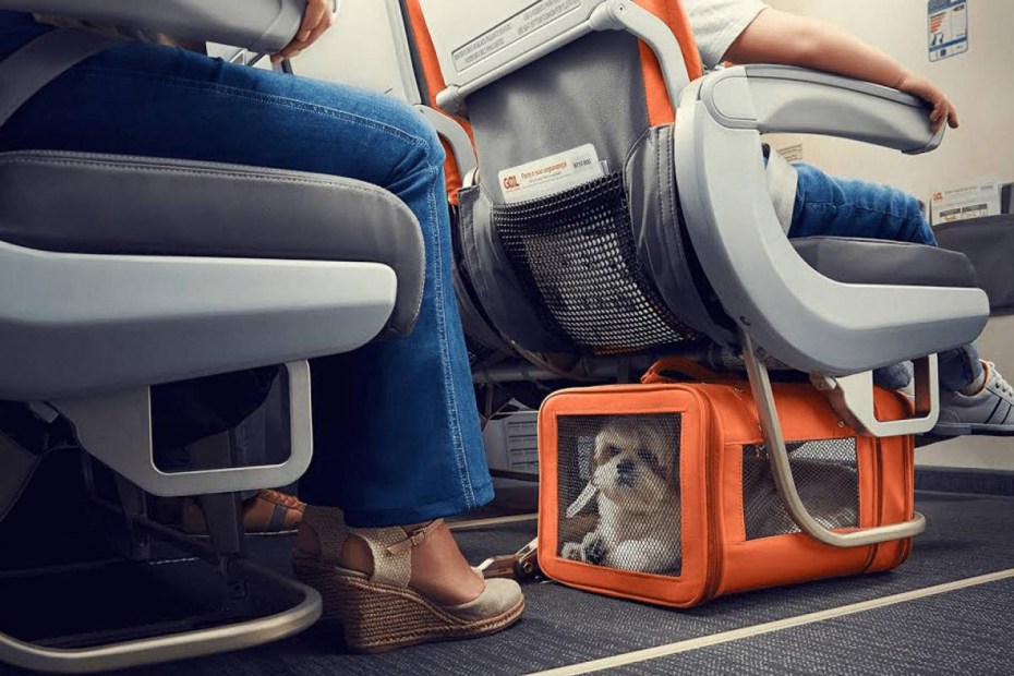 Кот Виктор Аэрофлот