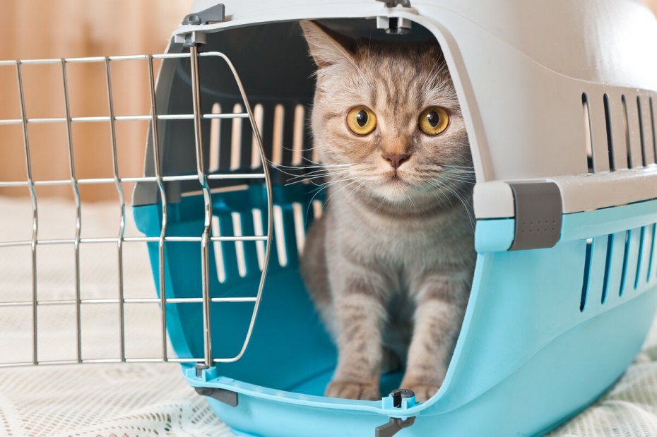 Кот на катере
