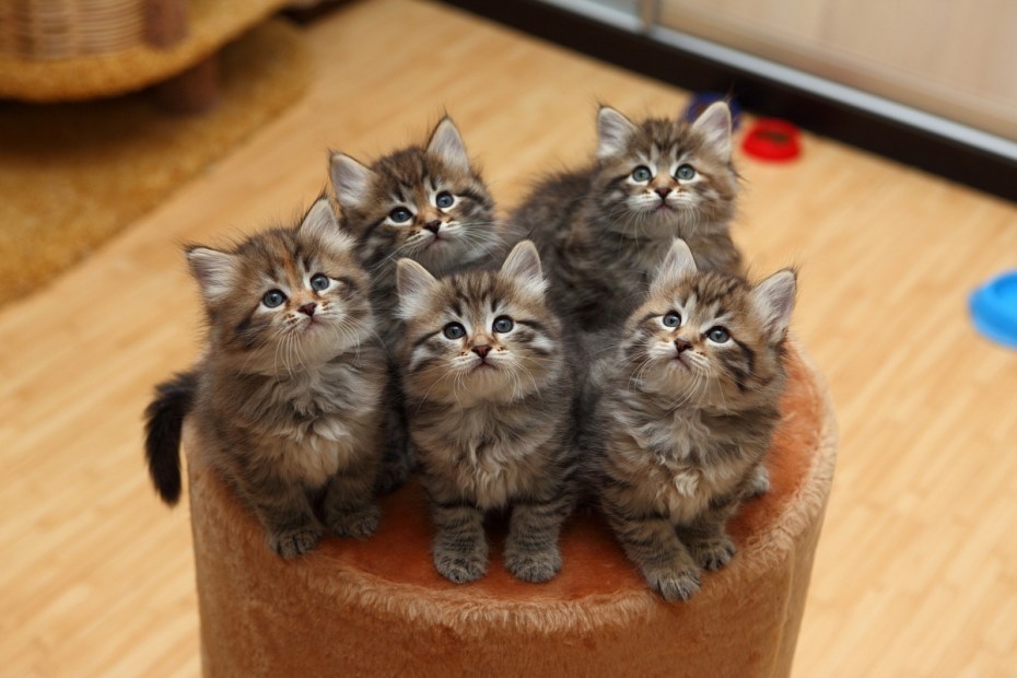 Сибирская кошка котята