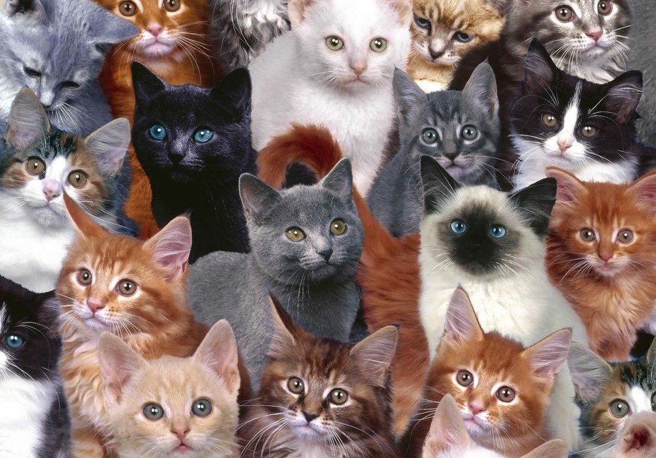 Много котов