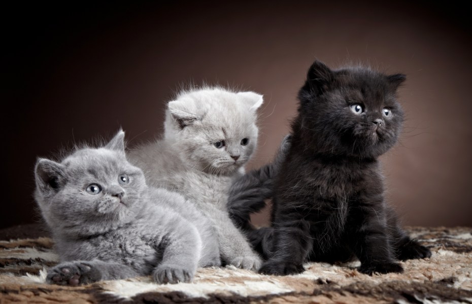 Кошки породы британец котята