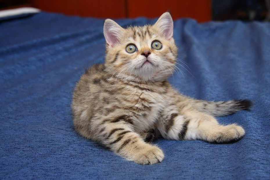 Английская кошка
