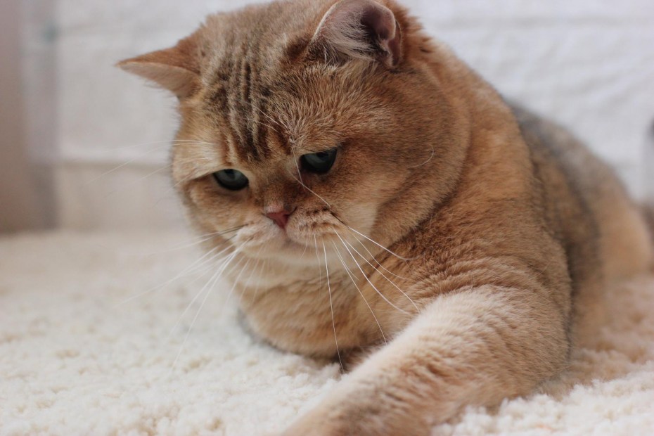 Скоттиш страйт Хосико